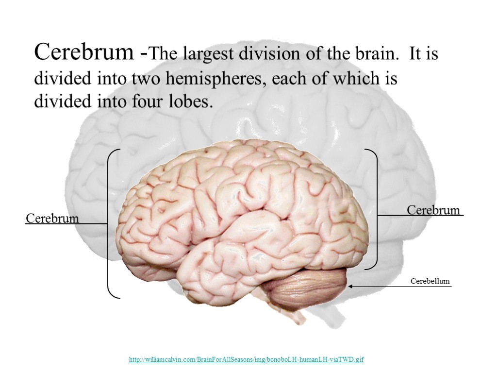 Cerebrum -The largest division of the brain. It is divided into two hemispheres, each